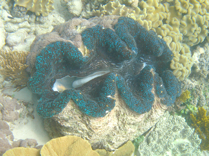 Great barrier reef Australië Australia Queensland Cairns koraal vissen nemo onderwater wereld review blog reizen reis
