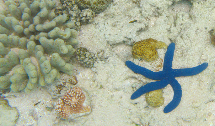 Great barrier reef Australië Australia Queensland Cairns koraal vissen nemo onderwater wereld review blog reizen reis