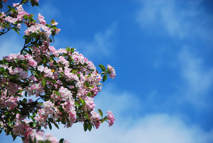 Amsterdam lente spring bloesem blossom pink Netherlands Holland blue sky