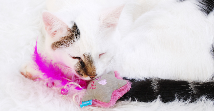 Lief Lief! kattenspeelgoed met catnip lief lifestyle review kat spelen lifestyle by linda jip