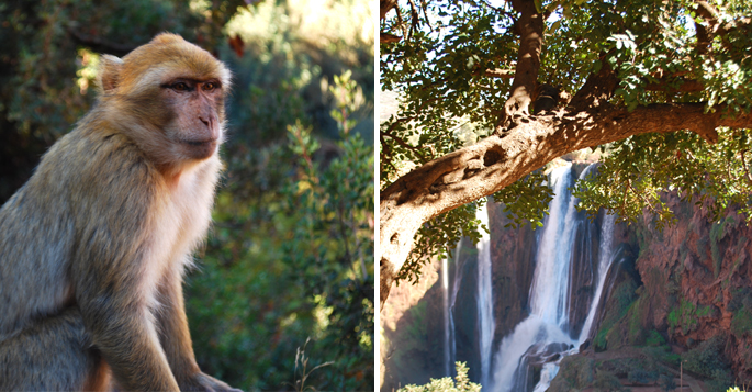 Ouzoud Marokko road trip dag trip marrakech tourist waterval watervallen aap wilde apen lifestyle by linda