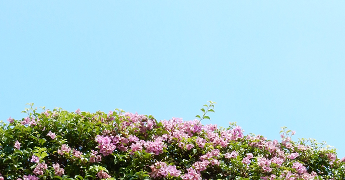 maleisie kuala lumpur flowers blue sky