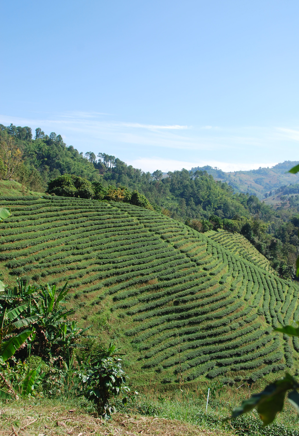 Thee plantage Tea Plantation Chiang Rai