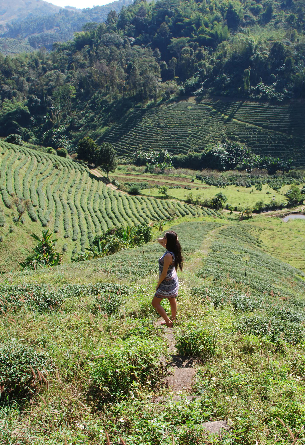 Thee plantage Tea Plantation Chiang Rai