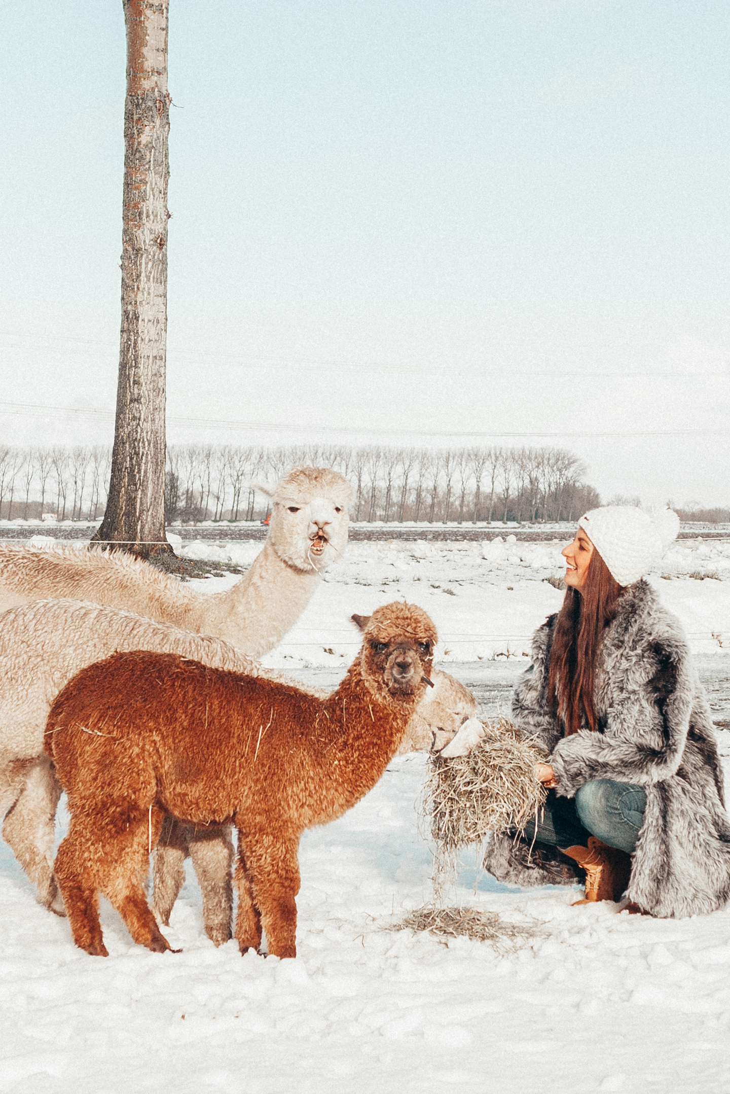 alpaca's in de sneeuw