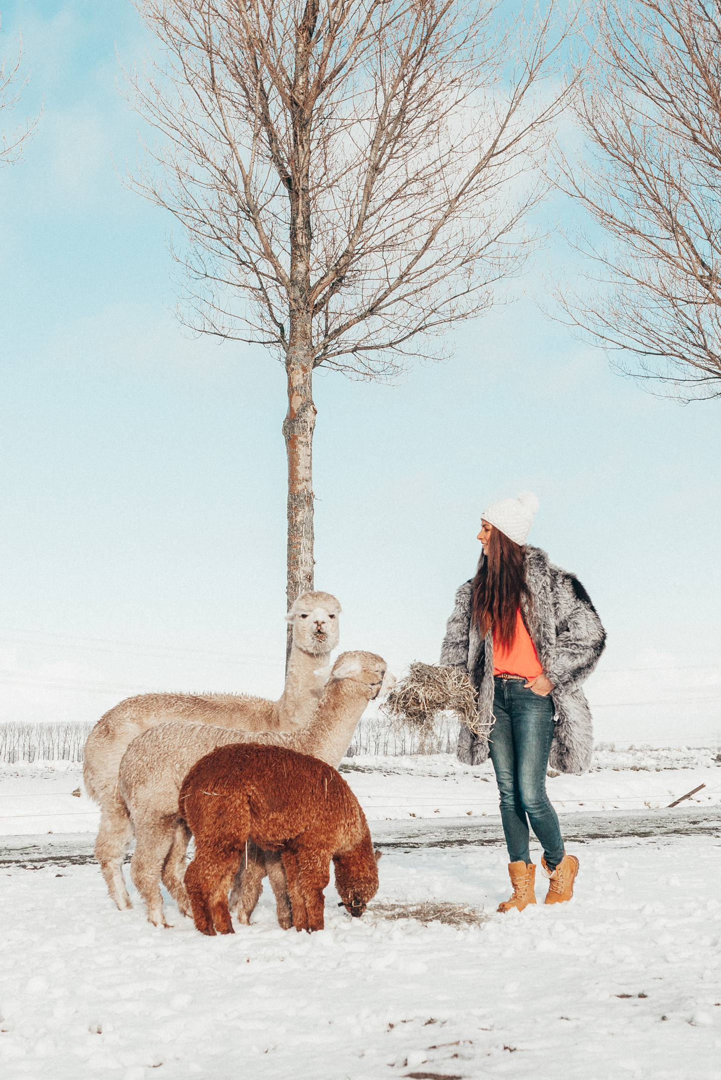 alpaca's in the snow winter
