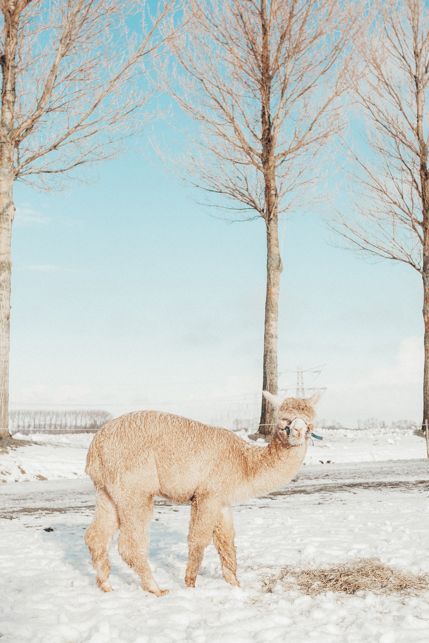 alpaca in the snow winter