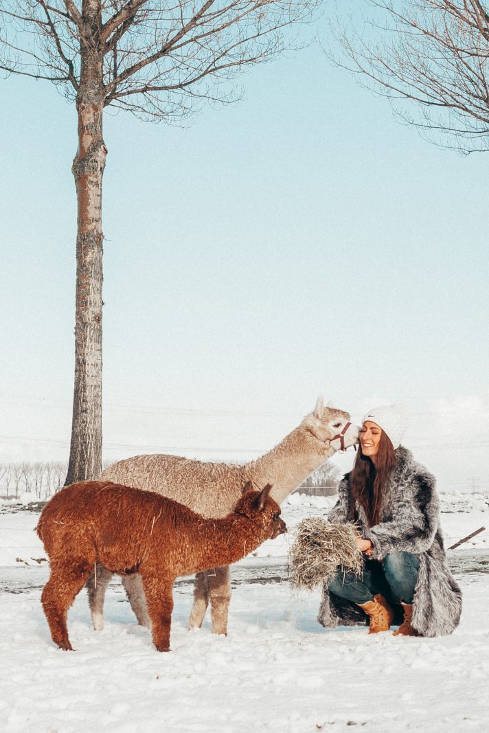 alpaca in the snow