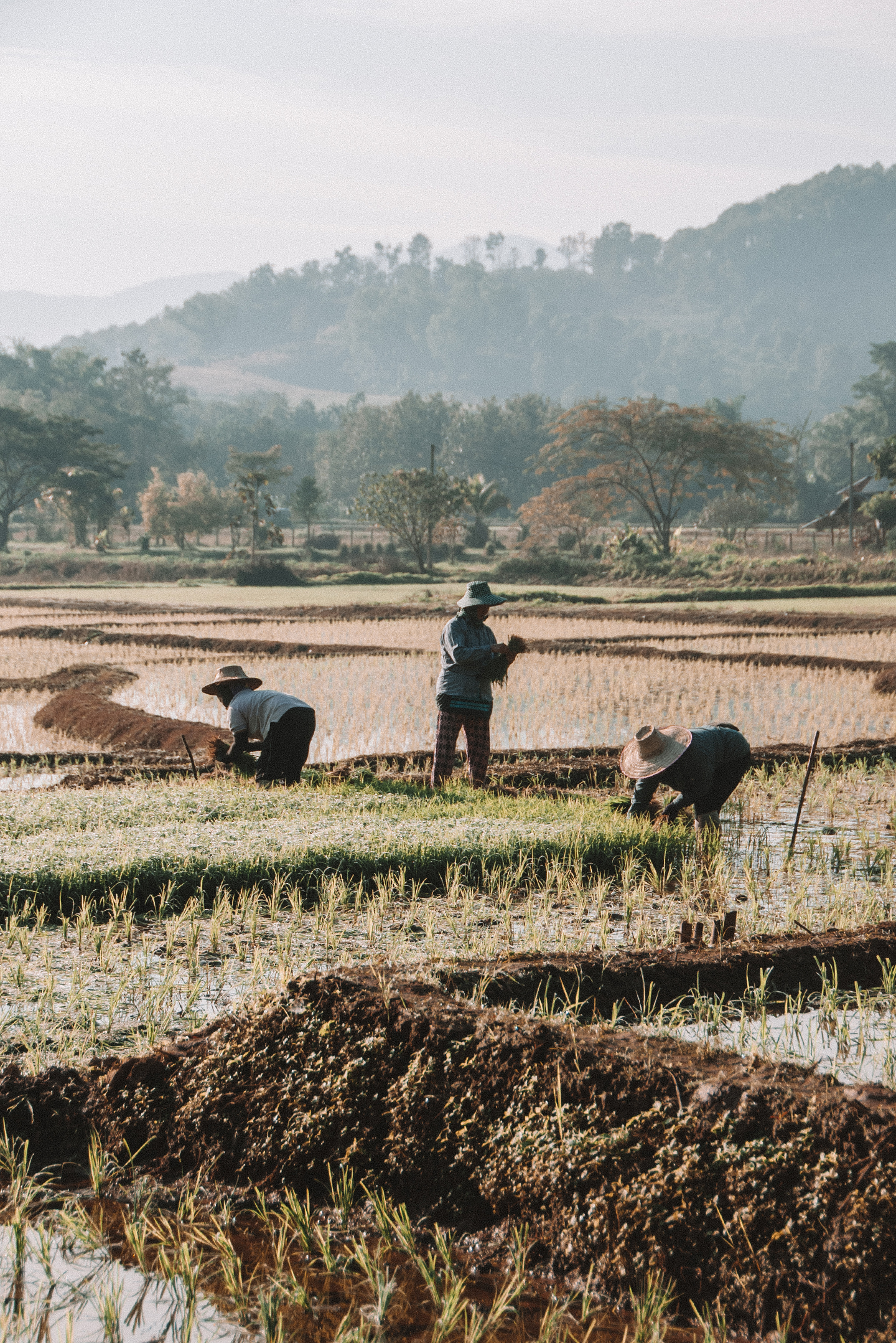 Chiang Rai Thailand rice field rijstvelden