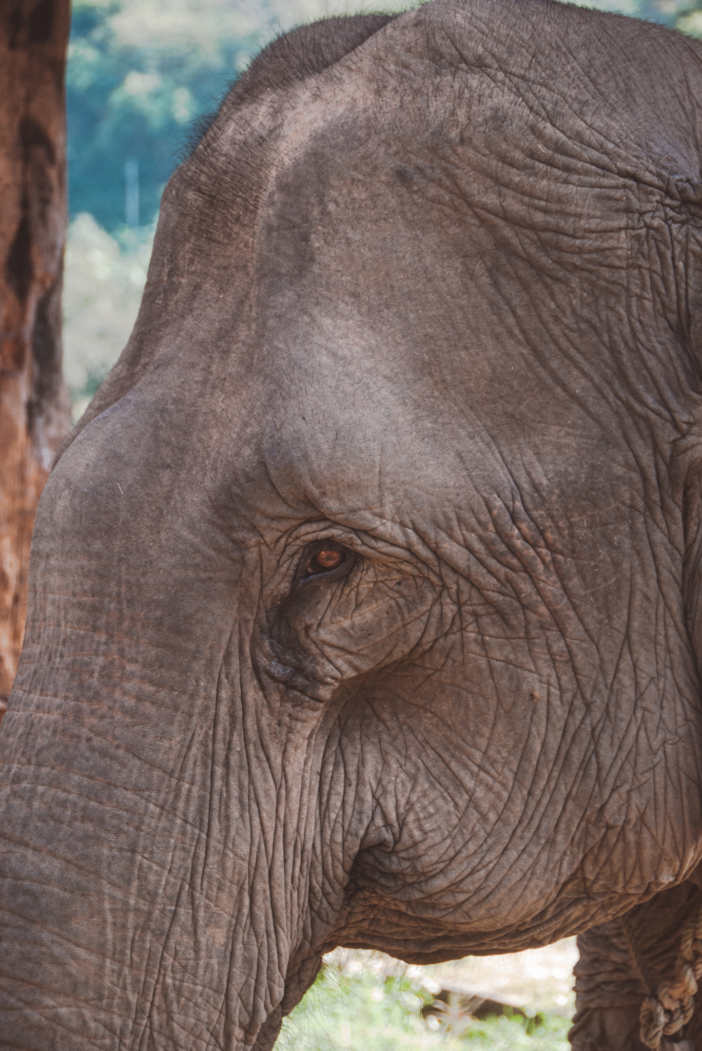 Chiang Rai Thailand elephant sanctuary