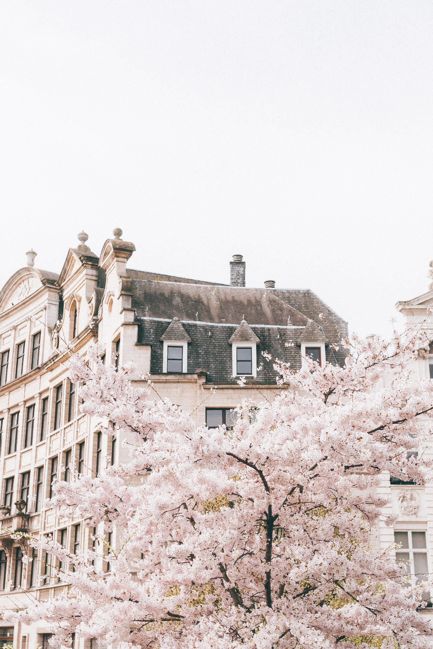 Brussel bloesem Brussels Blossom