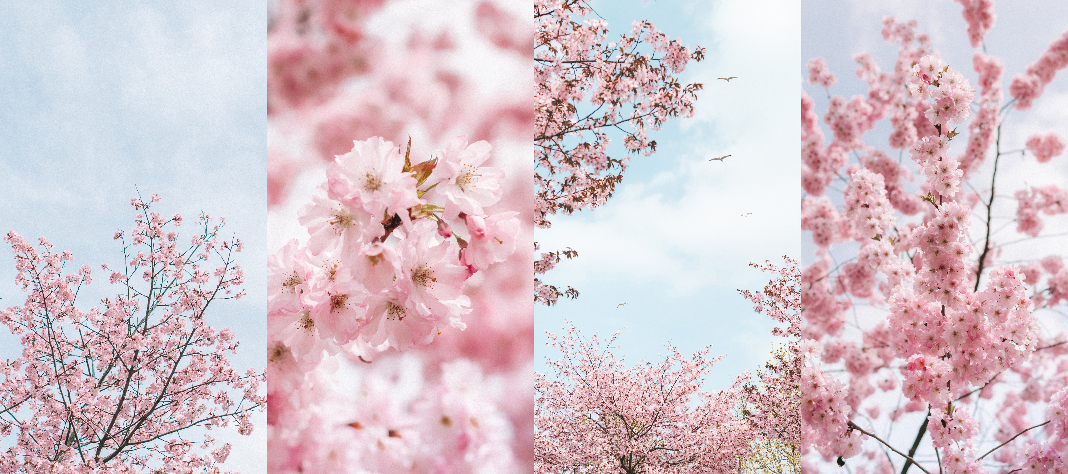 Blossom Wallpapers & IG Stories Templates | Linda's ...
