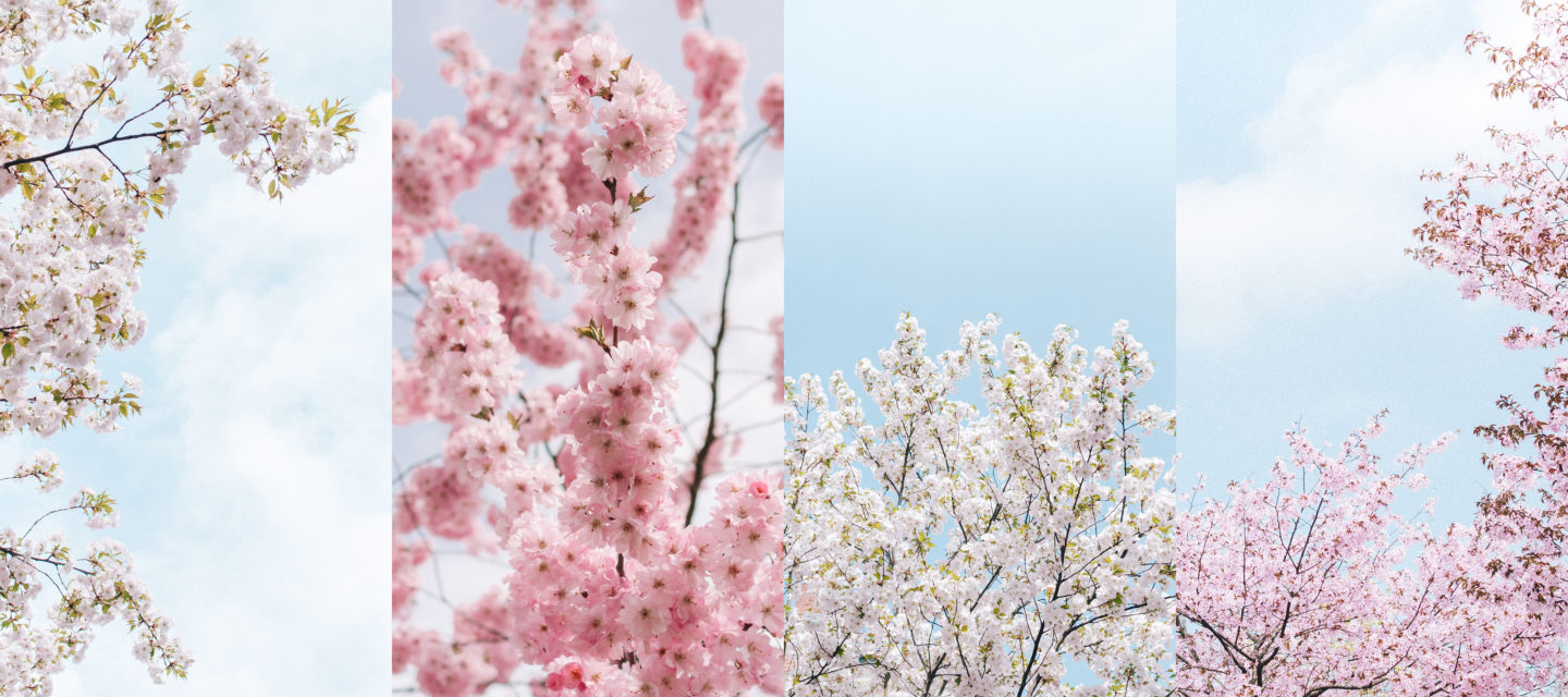 bloesem achtergrond, iPhone wallpapers blossom