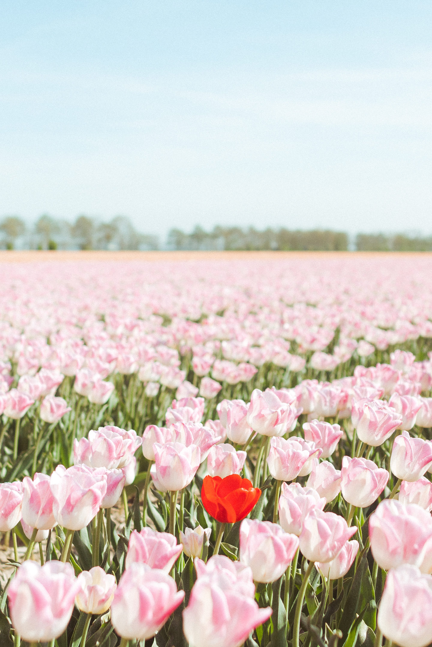 Bollenvelden Nederland tulpen tulip field Holland