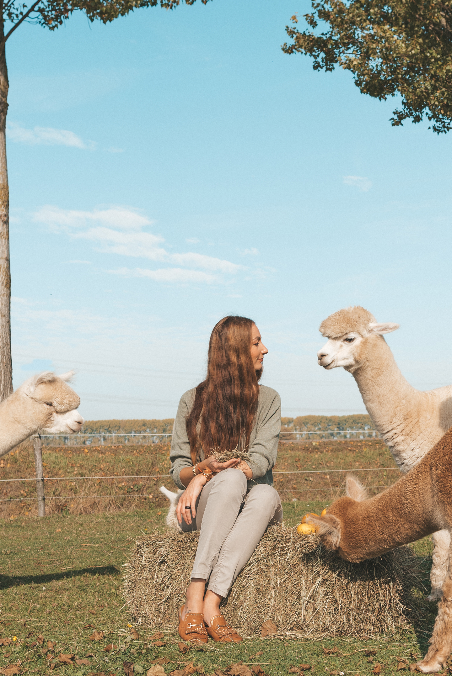 Alpaca's Linda's Wholesome Life herfst