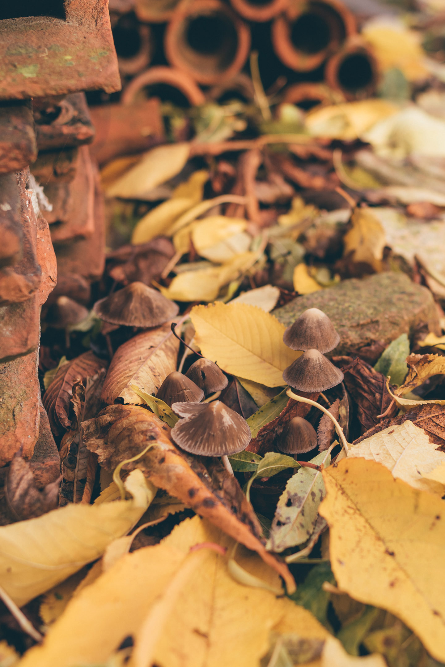 Autumn Desktop & iPhone Wallpapers