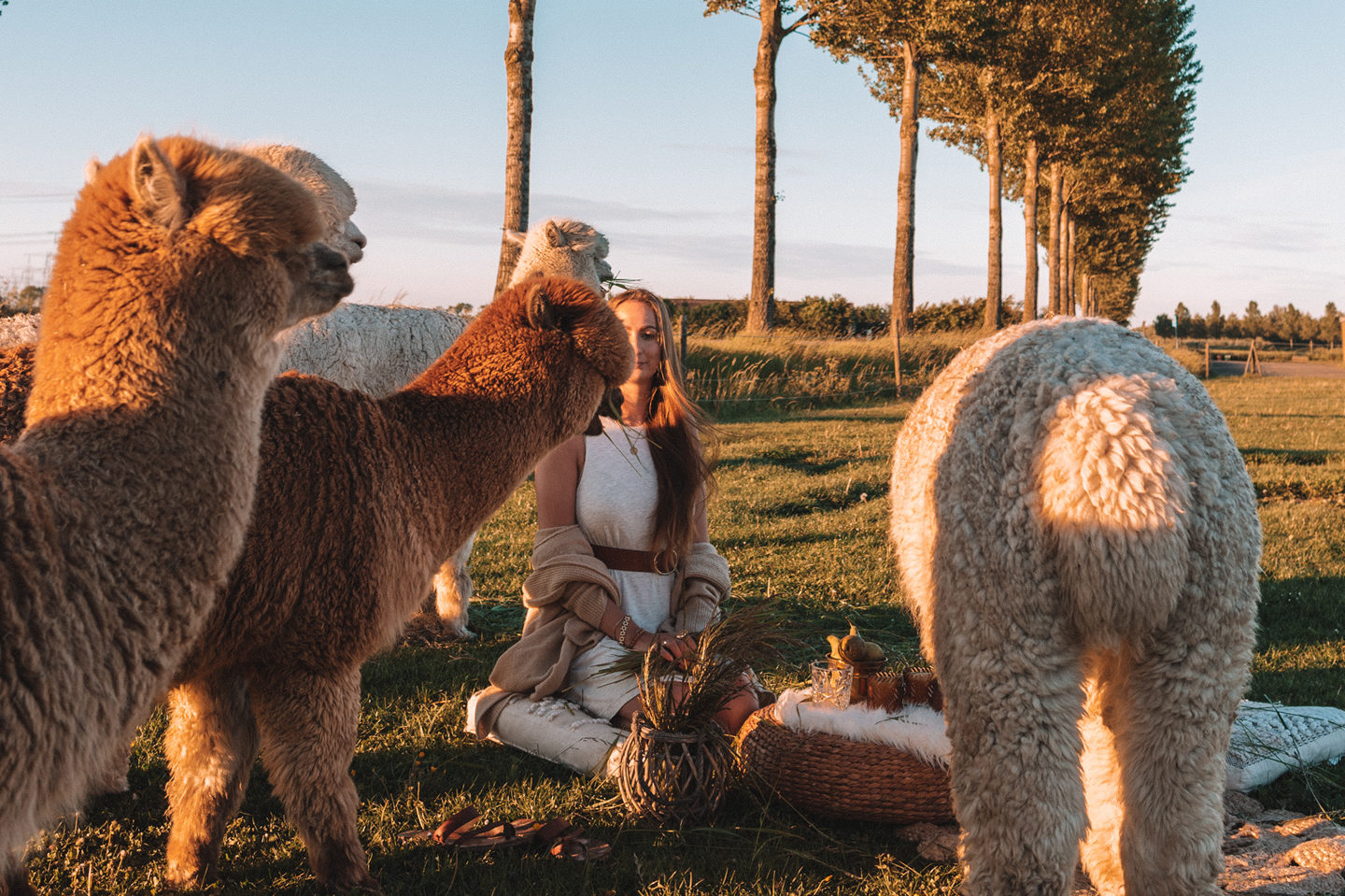 Update Linda's Wholesome Life alpaca picnic