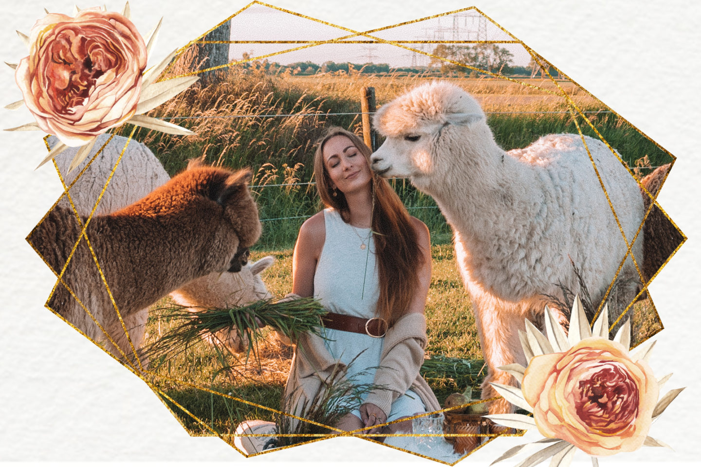 Linda's Wholesome Life alpaca picnic