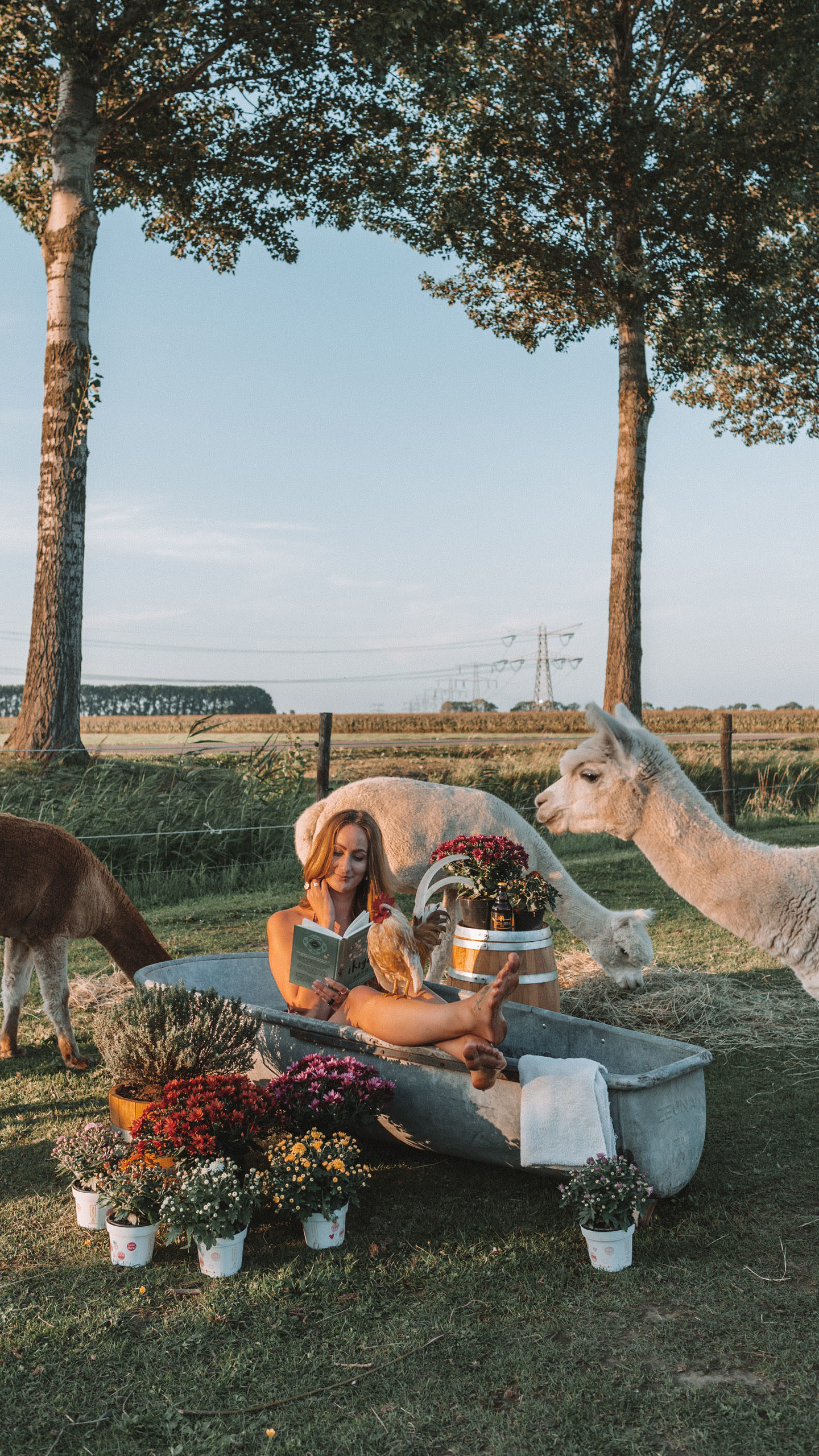 Belgian mums Alpaca's Linda's Wholesome Life