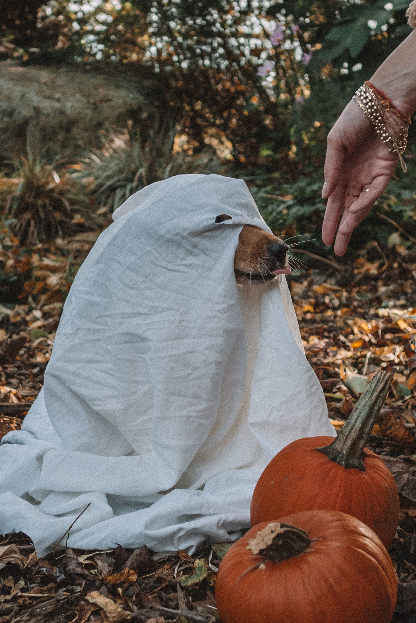 Halloween kostuum voor je hond DIY