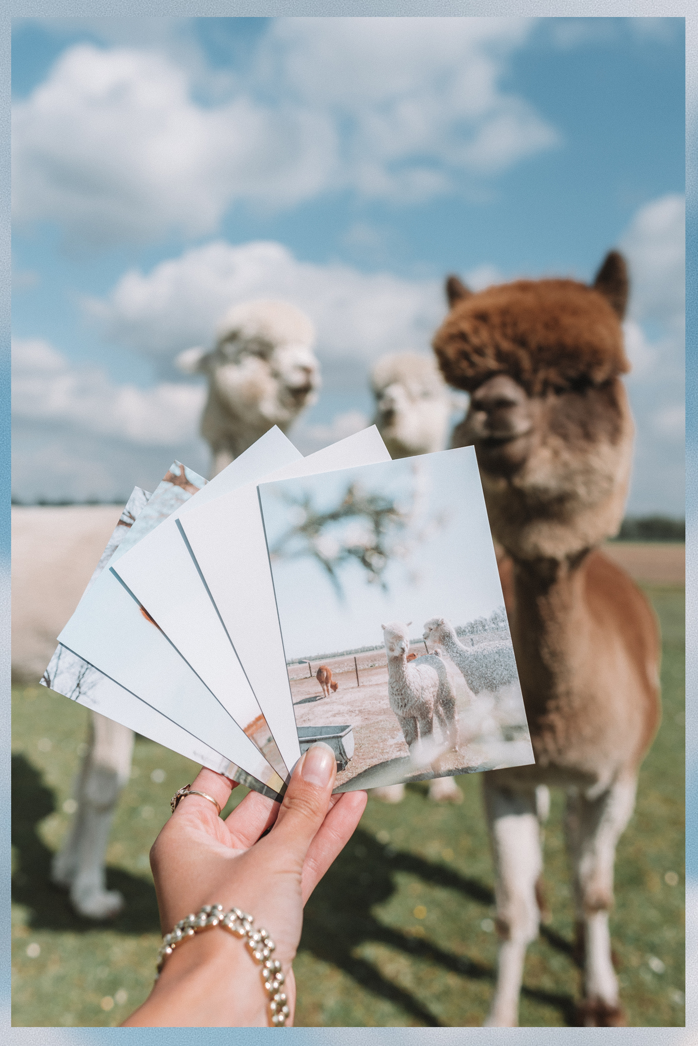 Alpaca postkaarten set te koop
