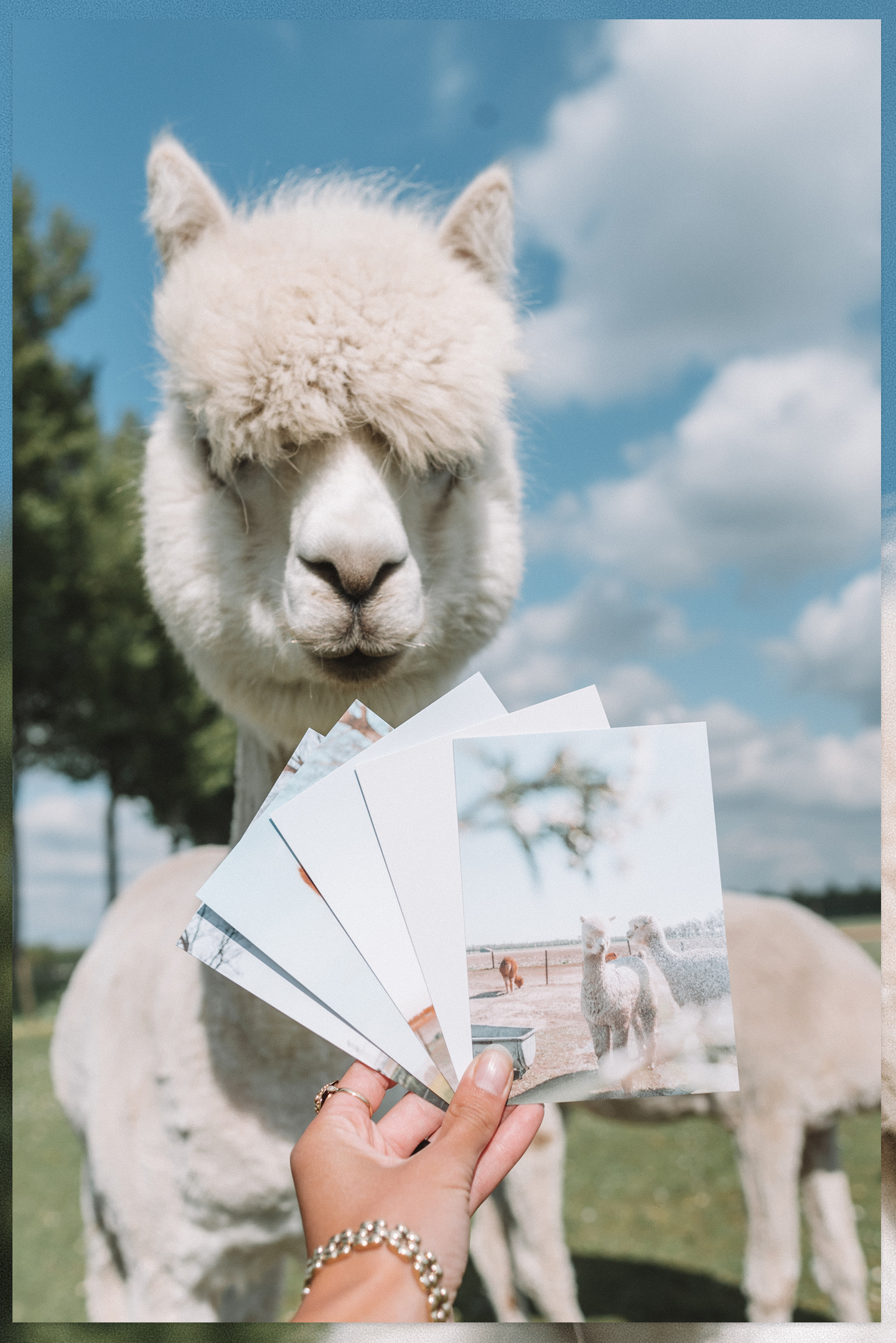 Alpaca postkaarten set