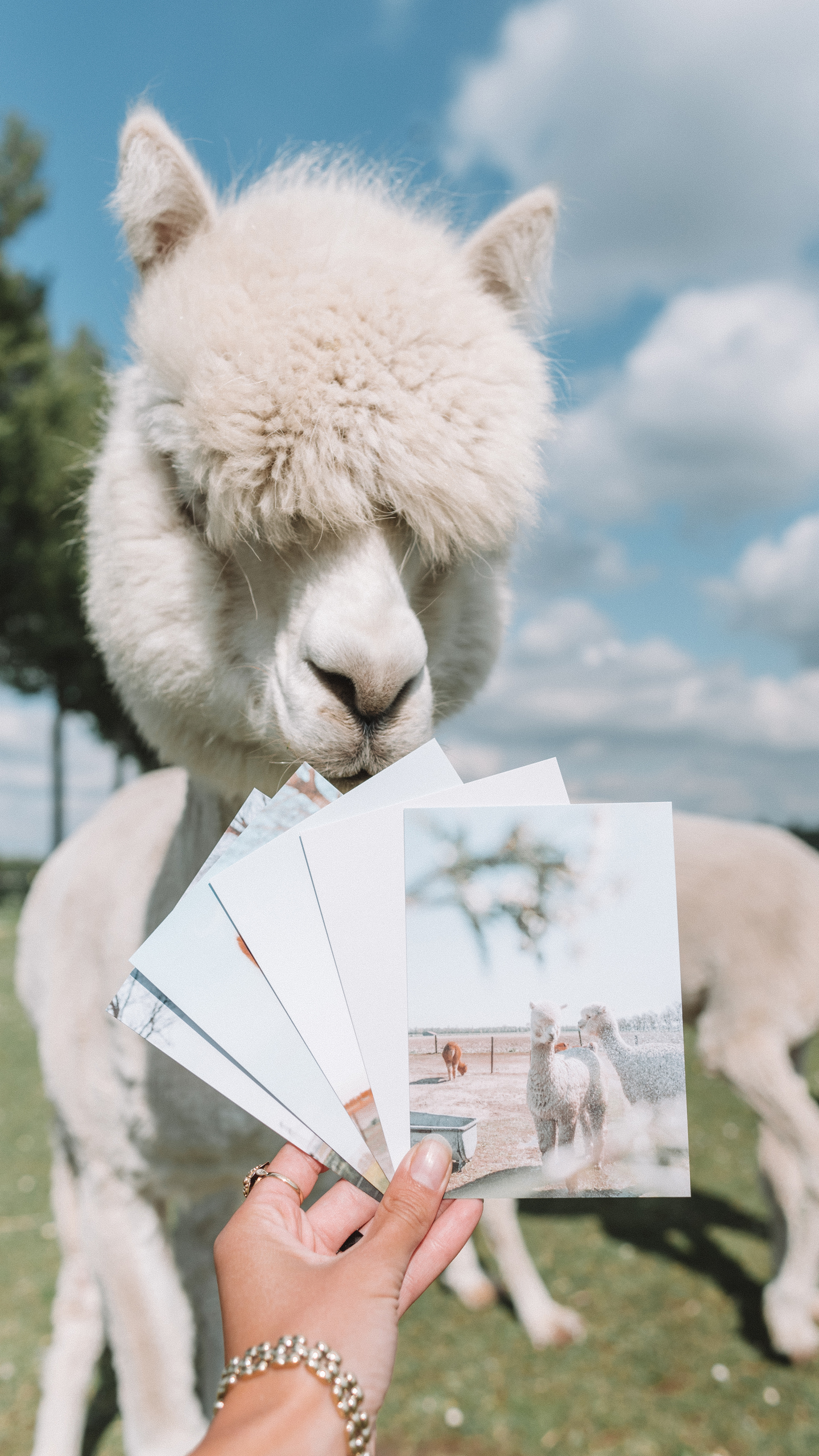 Alpaca postkaarten set