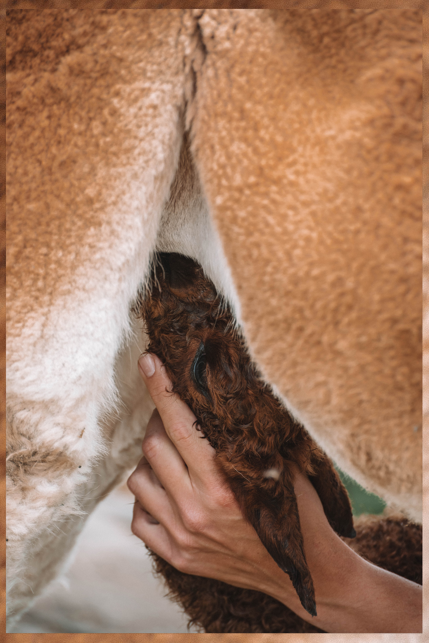 De geboorte van een alpaca cria