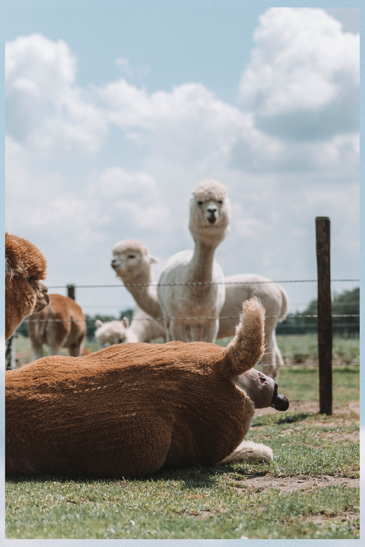 Geboorte alpaca cria