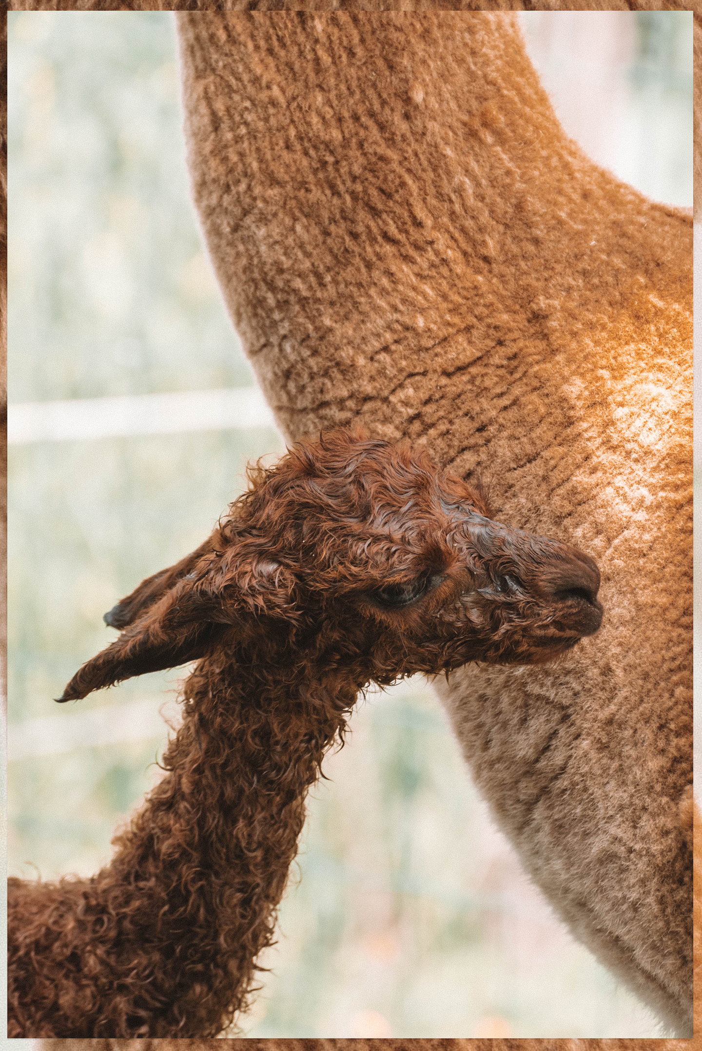 De geboorte van een alpaca cria