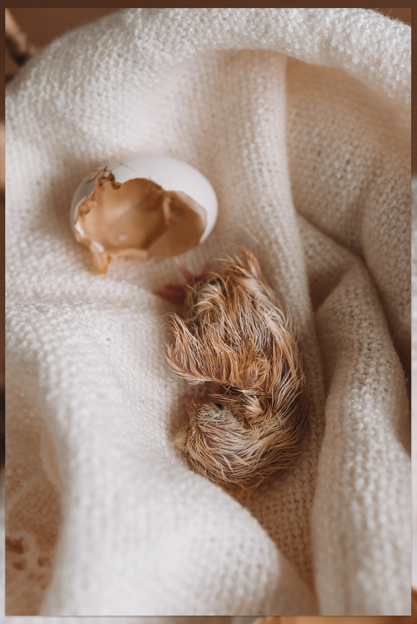 Geboorte van een kuiken Serama