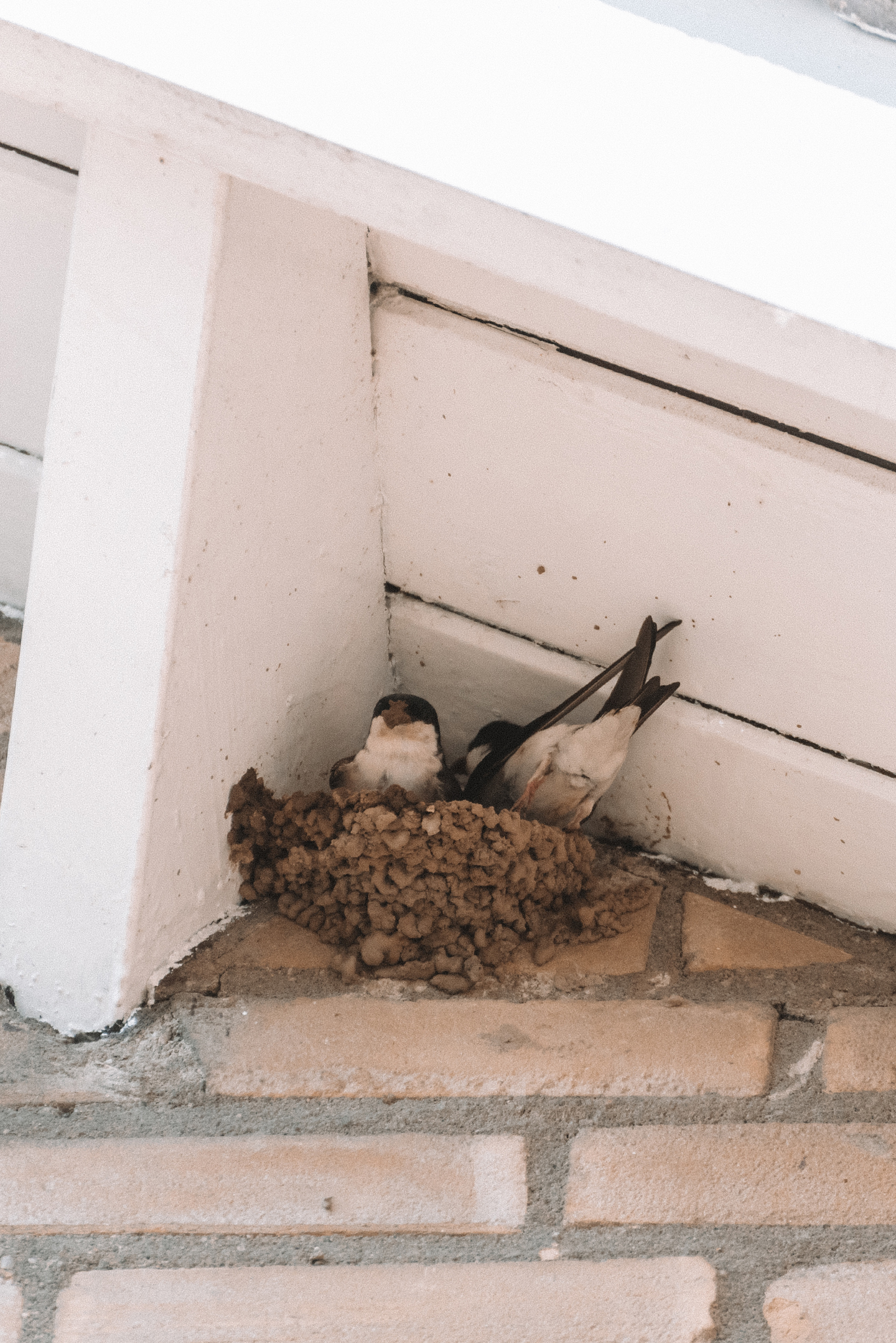 zwaluw huis nest